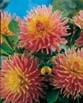 Dahlia  NEW DIMENSION